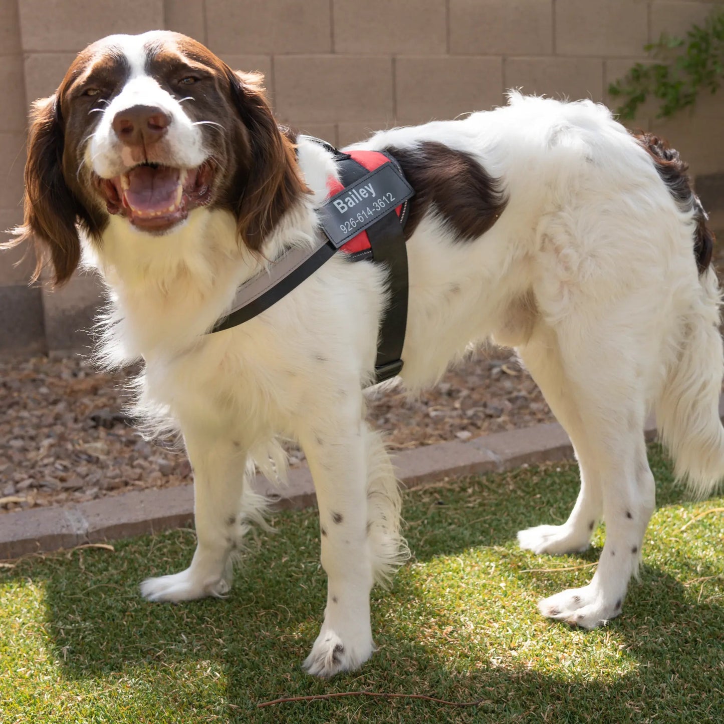 Custom fit dog E-Book